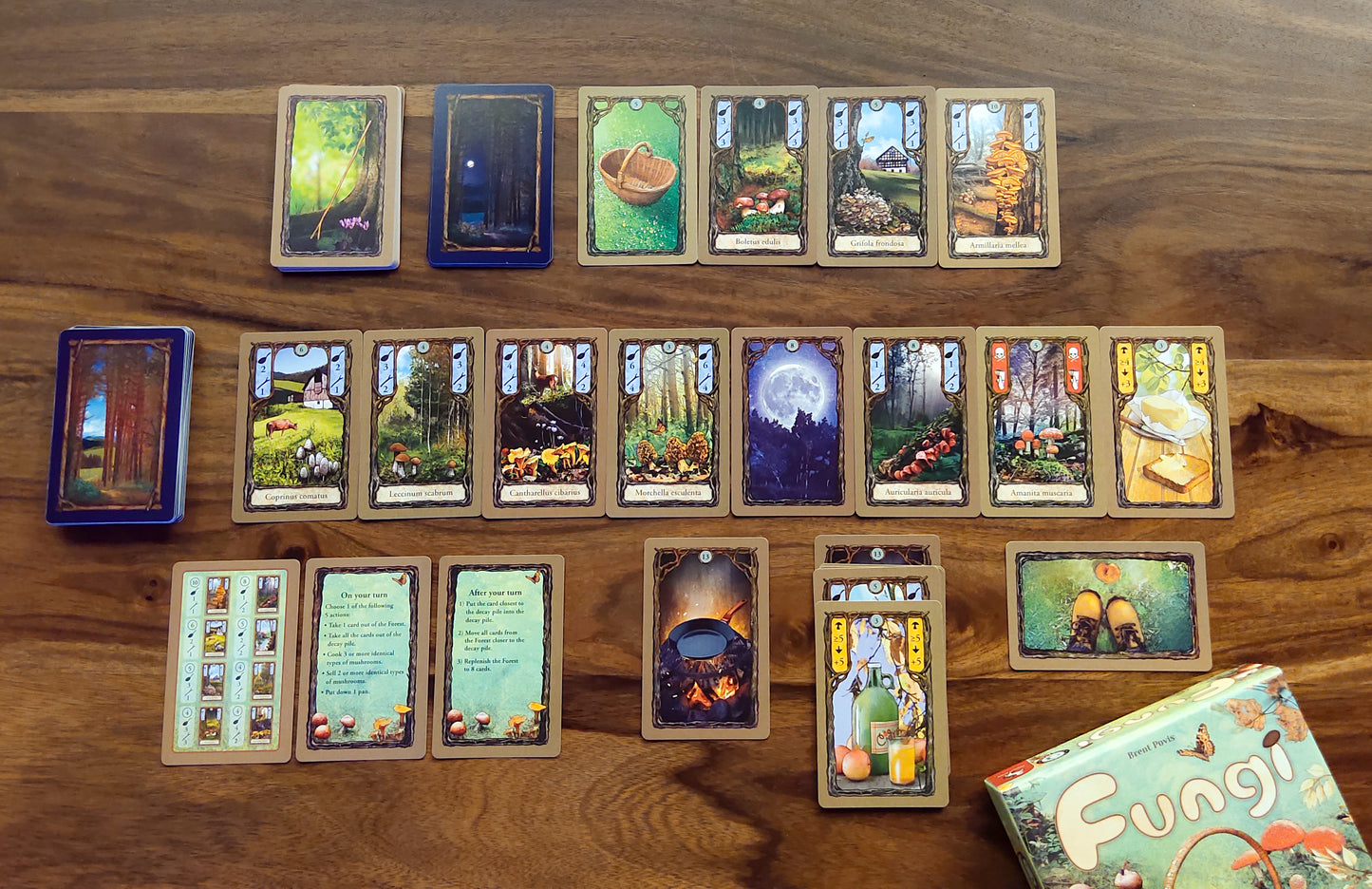 Cryptic Cardboard | FUNGI